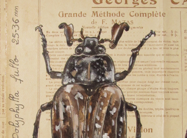 Exposition « En mode Insectes »