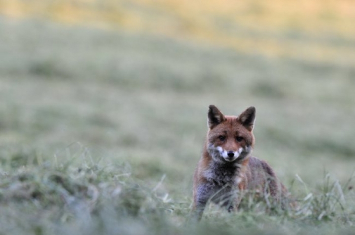 Exposition « Une forêt, des animaux »