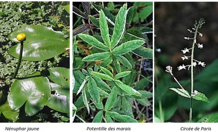 Flânerie Nature &#8211; Mercredi 12 août à 11h