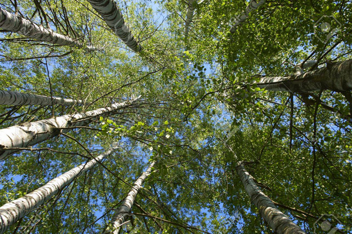 Café philo en pleine nature