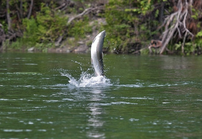 Flânerie baldivienne : les hommes et les saumons du Blavet