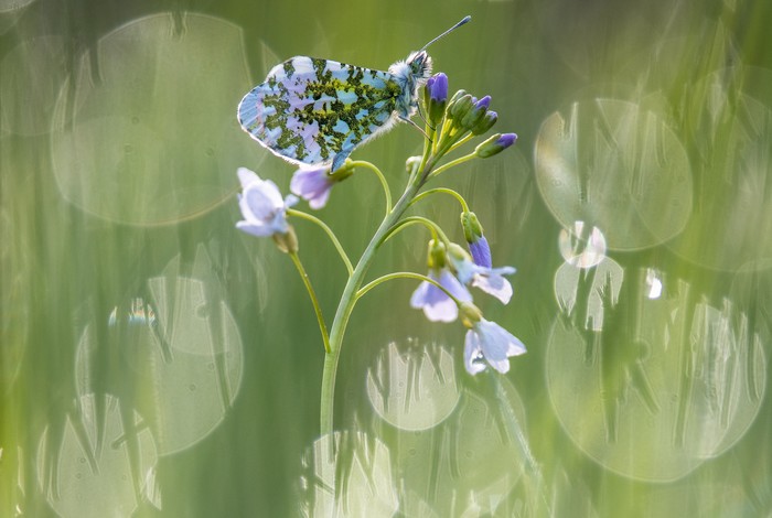 Exposition Concours international de photo Nature