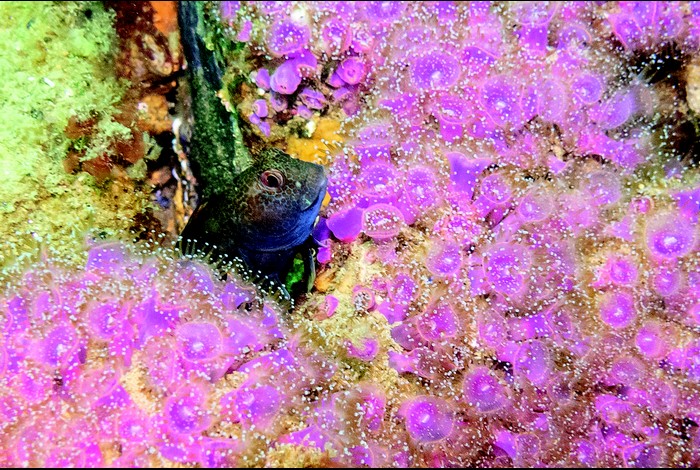 Causerie  » A la découverte des fonds marins morbihannais » animée par l&rsquo;Aqua club Baldivien