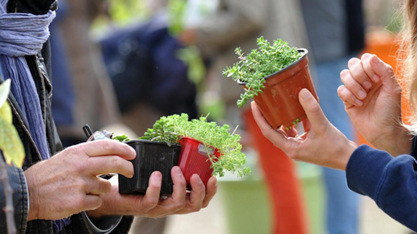 Grainofête &#8211; Troc aux plantes et graines