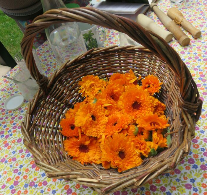 Atelier « Des Graines et des Brouettes »