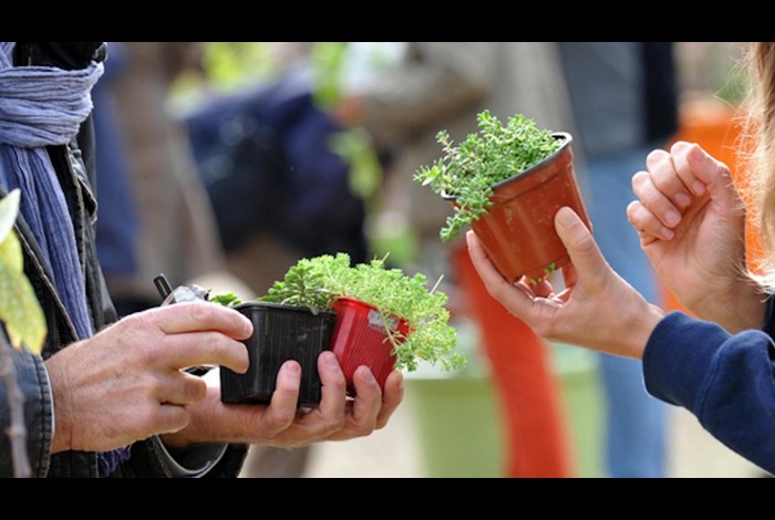 Grainofête &#8211; Troc aux plantes et graines