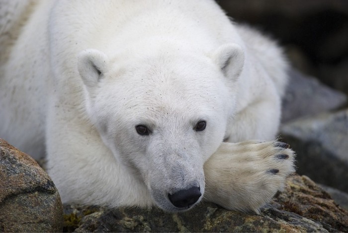 Exposition « Complainte Nordique » par Jean Marie Séveno