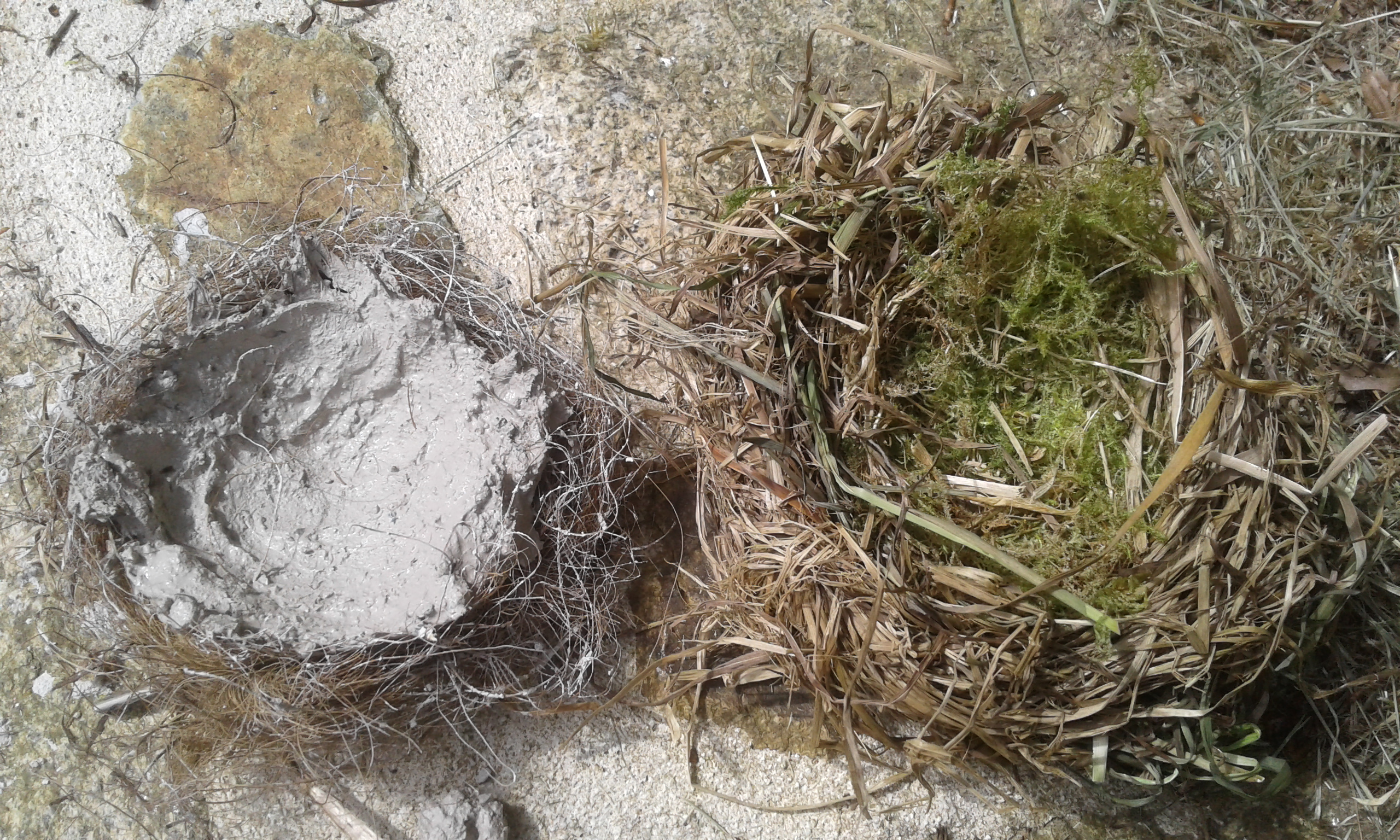 Fabrique ton nid 14h30