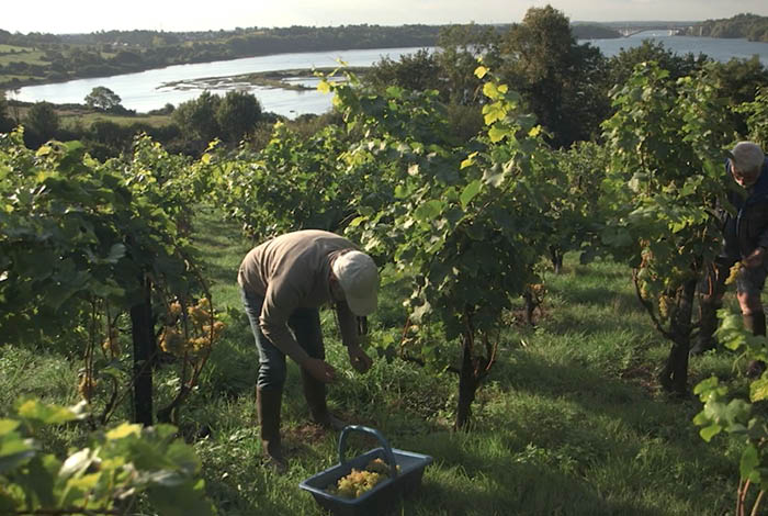 Projection : Vendanges en utopie