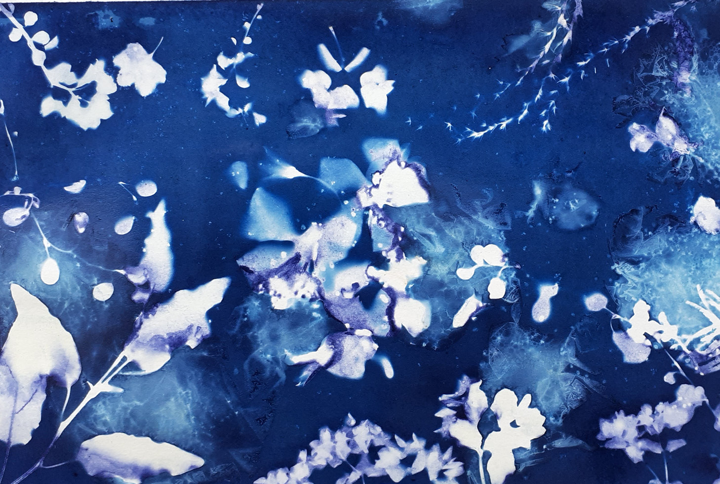 Atelier Cyanotype
